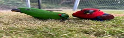 Parrots birds for sale: Hand reared Eclectus ready in 2 weeks! in Skipton - Advert 1