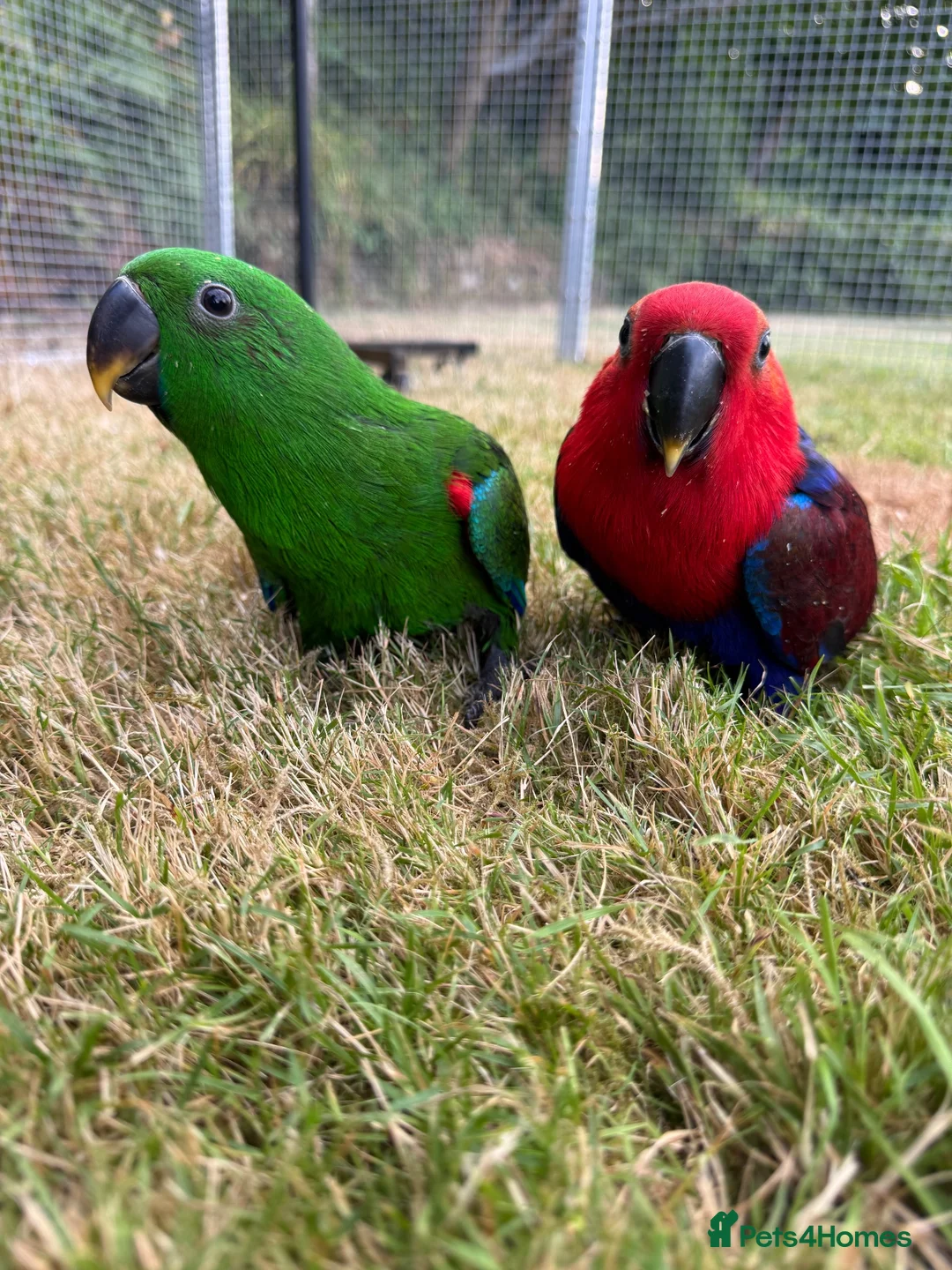 Parrots birds for sale: Hand reared Eclectus ready in 2 weeks! in Skipton - Advert 1