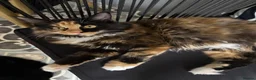Maine Coon cats for sale: Meet Mavis she was born on 7th March 2026  in Chelmsford - Advert 10