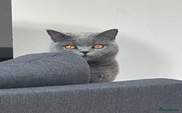 British Shorthair cats for sale: Blue/lilac British shorthair female cat  - Image 1
