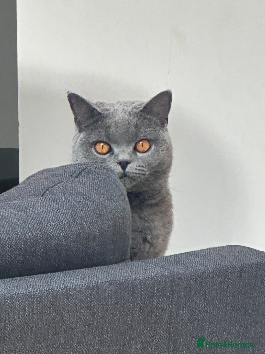 British Shorthair cats for sale: Blue/lilac British shorthair female cat  - Image 1