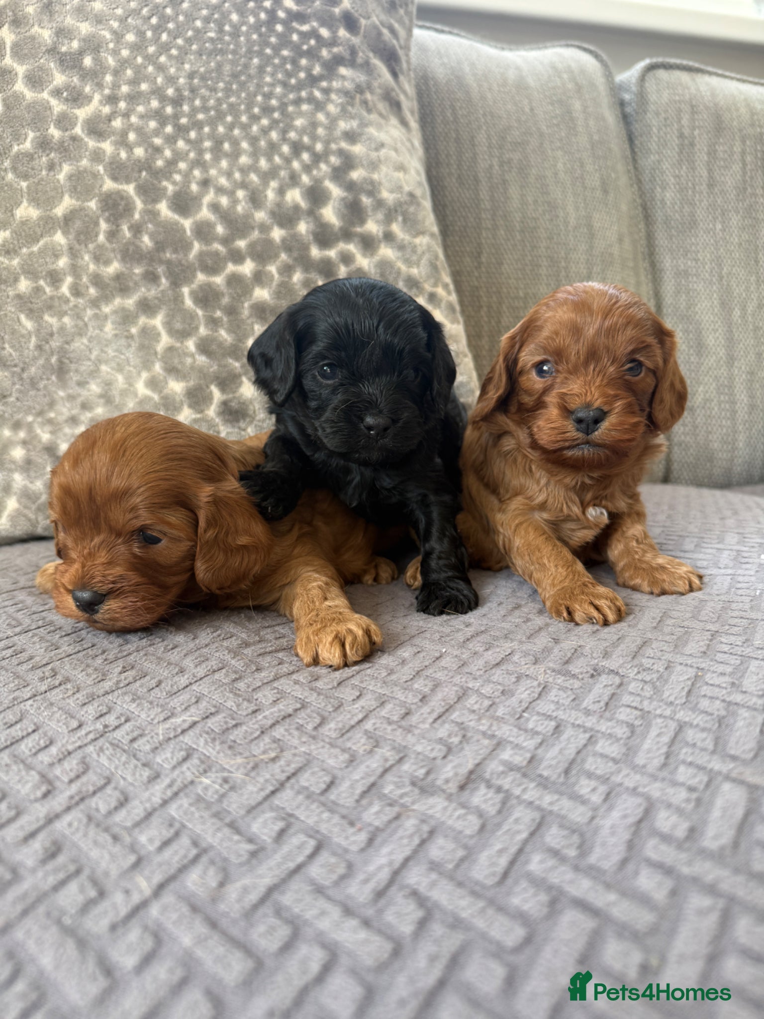 Cavapoo dogs Cavapoo health tested five ⭐️ licensed breeder - Advert 1