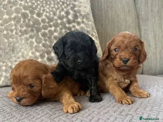 Cavapoo dogs for sale: Cavapoo health tested five ⭐️ licensed breeder - Advert 1