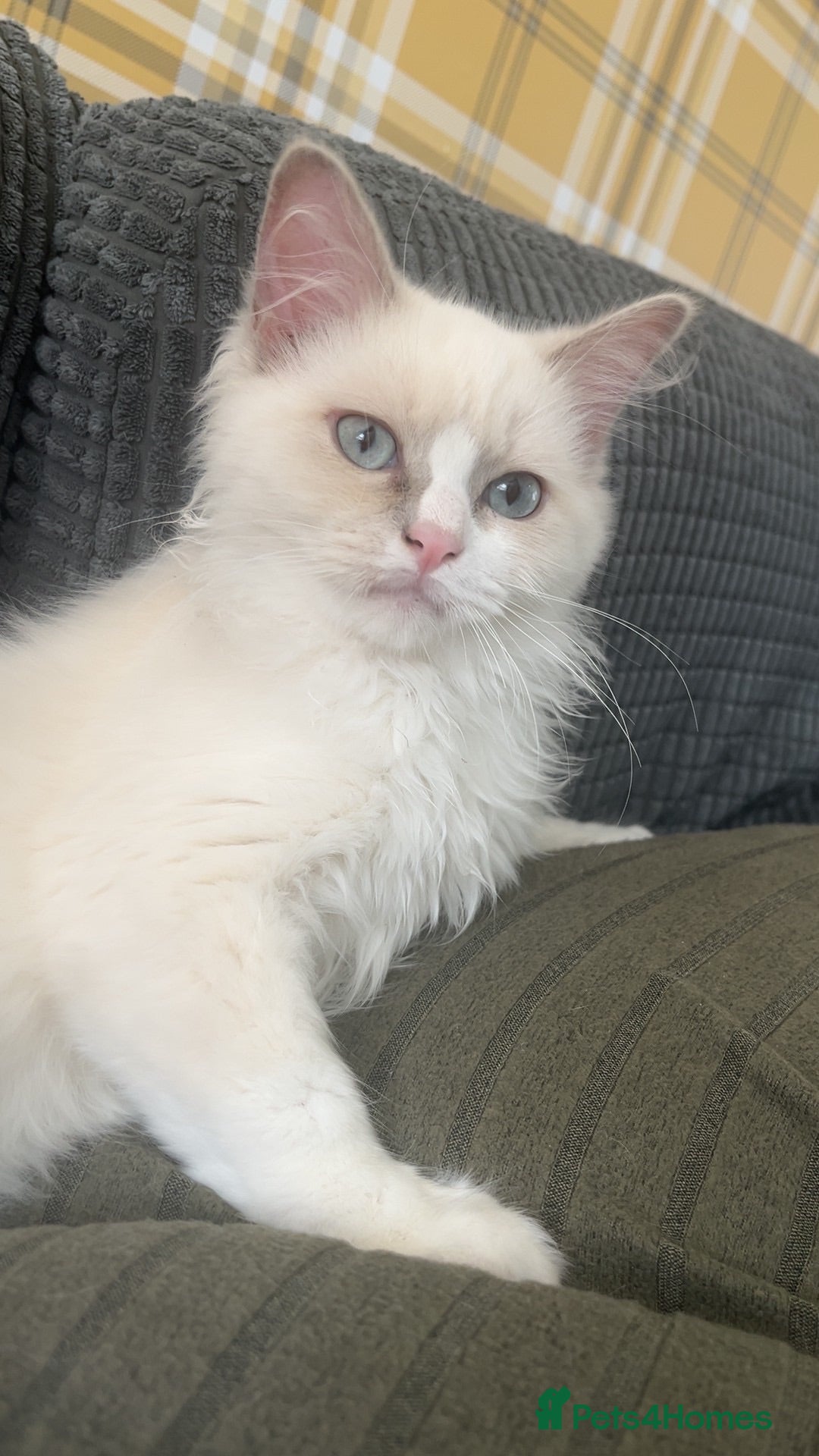 Ragdoll cats Lilac Mink Cherubim Ragdoll KittenTICA Registered - Advert 7