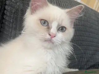 Ragdoll cats Lilac Mink Cherubim Ragdoll KittenTICA Registered - Advert 7