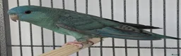 Parakeets birds for sale: Lineolated Parakeet breeding pairs for sale - Advert 2