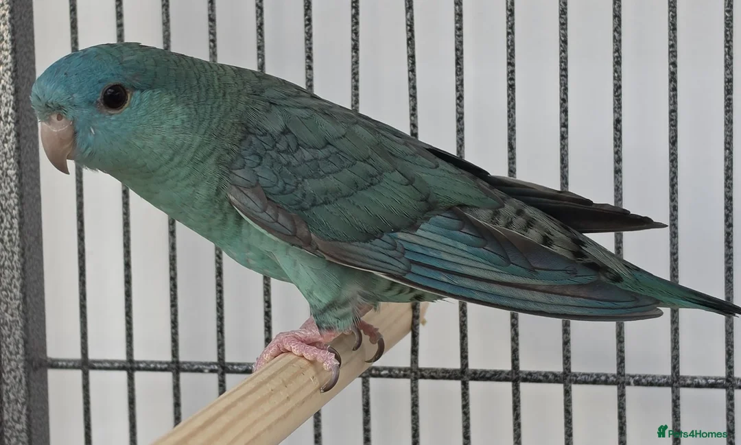 Parakeets birds for sale: Lineolated Parakeet breeding pairs for sale - Advert 2
