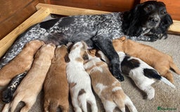 Cocker Spaniel dogs for sale: Cocker spaniel show type - Image 2