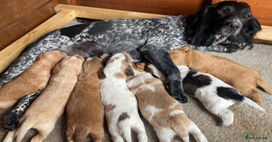 Cocker Spaniel dogs - Advert 11