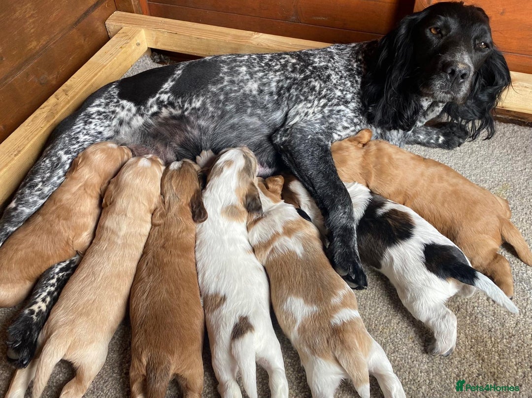 Cocker Spaniel dogs for sale: Cocker spaniel show type - Image 2