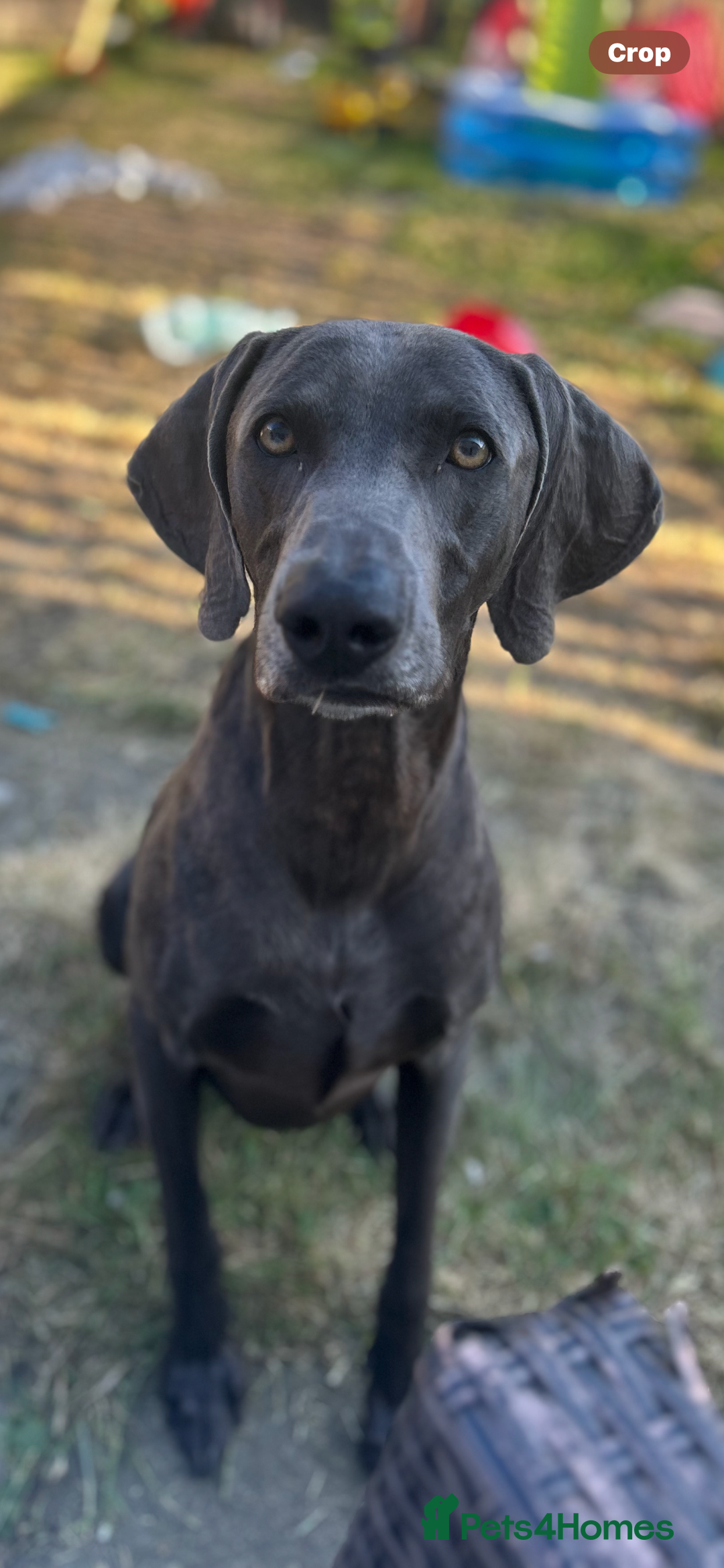 Weimaraner dogs for sale: Male weimaraner - Image 3