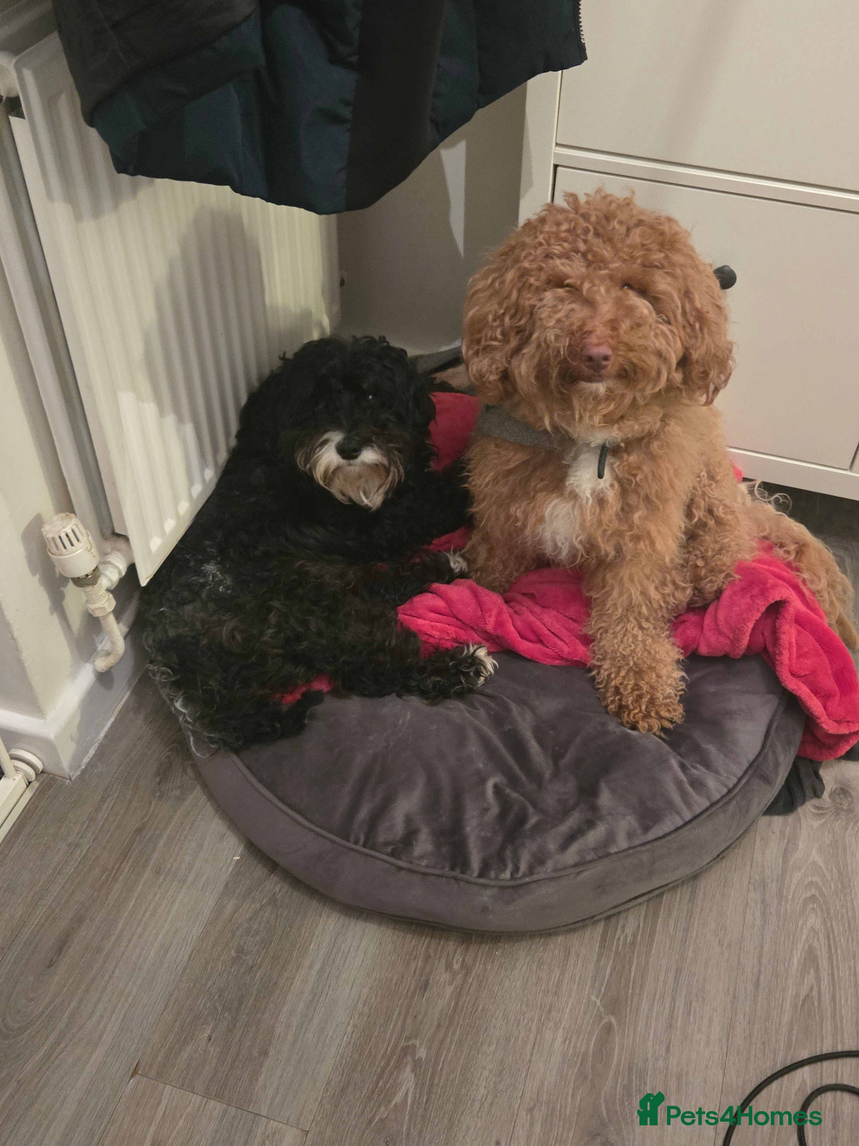 Cockapoo dogs Rebecca sheldrick  - Advert 1