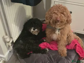 Cockapoo dogs Rebecca sheldrick - Advert 16