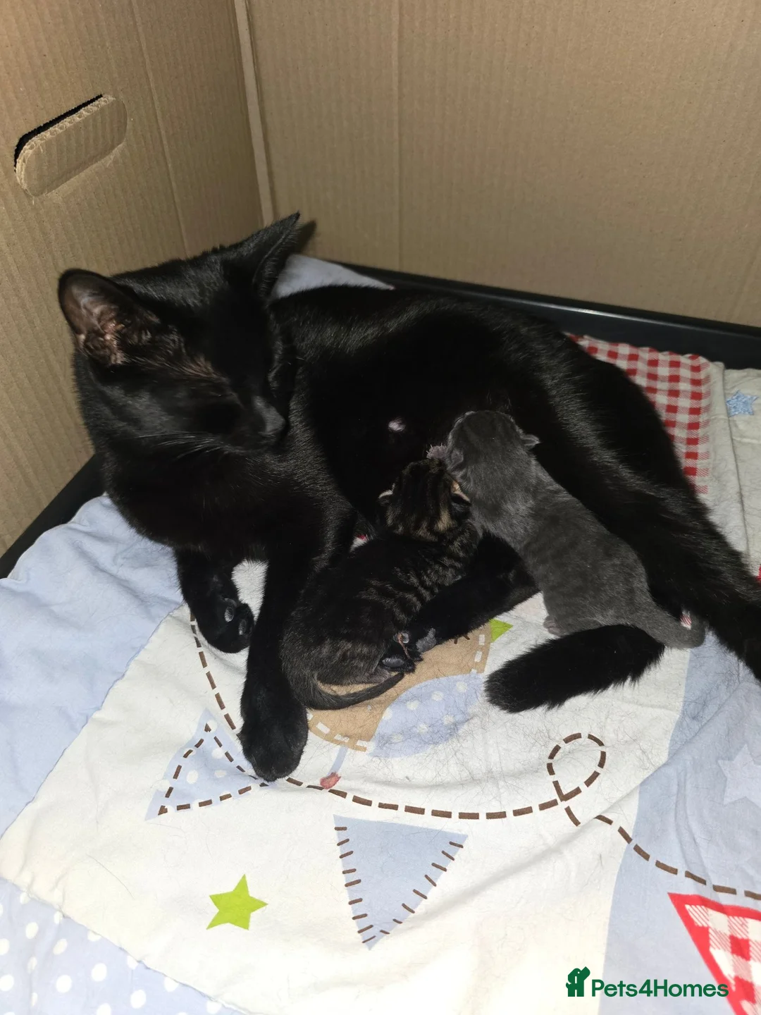 Mixed Breed cats for sale: 1 boy kitten  - Advert 1