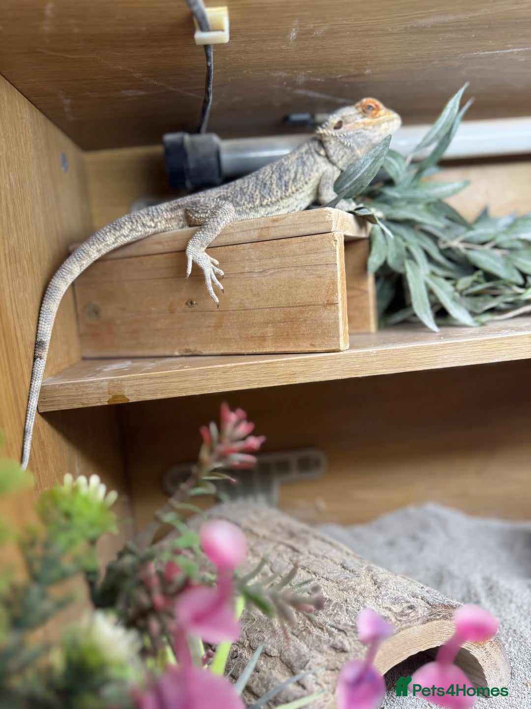 Bearded Dragon reptiles for sale: Bearded dragon with double tank - Advert 4