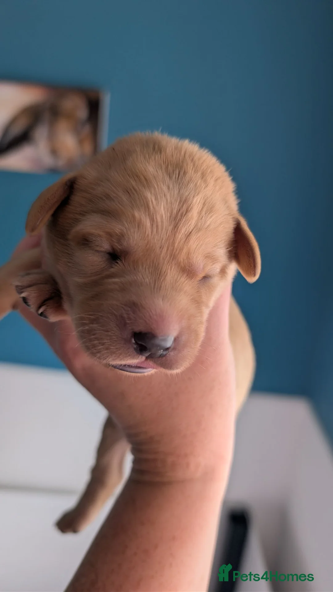 Labrador Retriever dogs for sale: K.C registered, health tested parents: FTCH & FTW - Advert 2