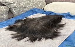 Guinea Pig rodents for sale: Peruvian guinea pig boar ( male ) - Image 2