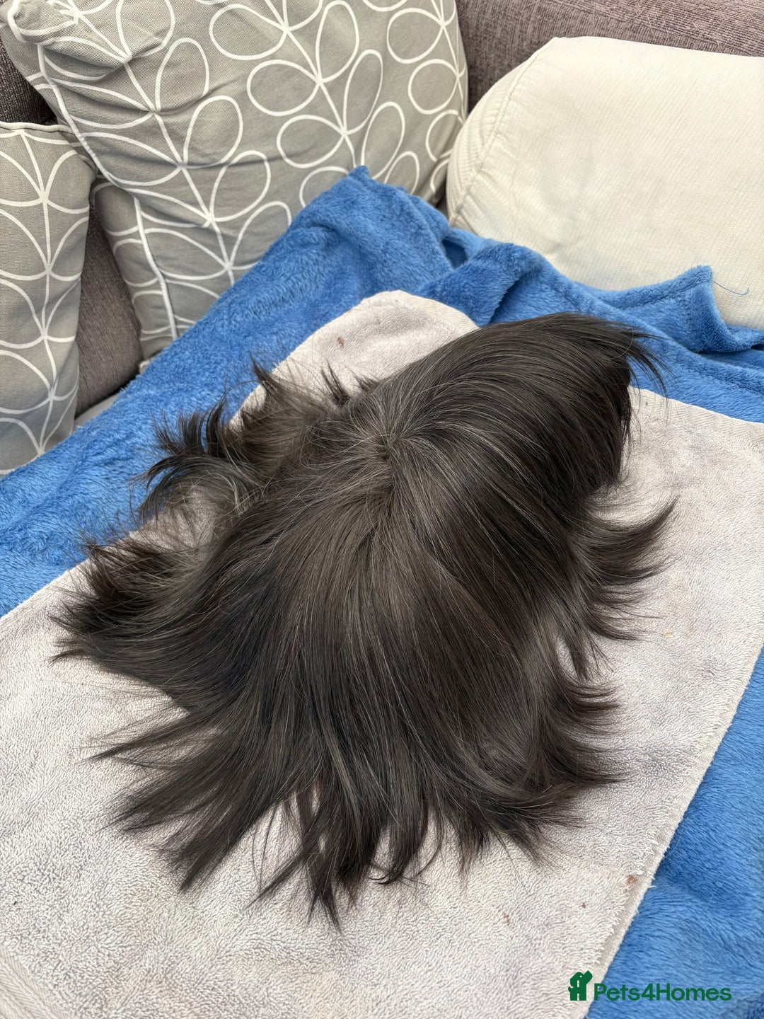 Guinea Pig rodents for sale: Peruvian guinea pig boar ( male ) - Image 2