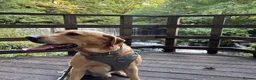 Labrador Retriever dogs for stud: Yellow Labrador Stud – 4th Gen Gun Dog Pedigree in Southport - Advert 3