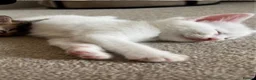 Mixed Breed cats for sale: 2 beautiful white kittens - Advert 3