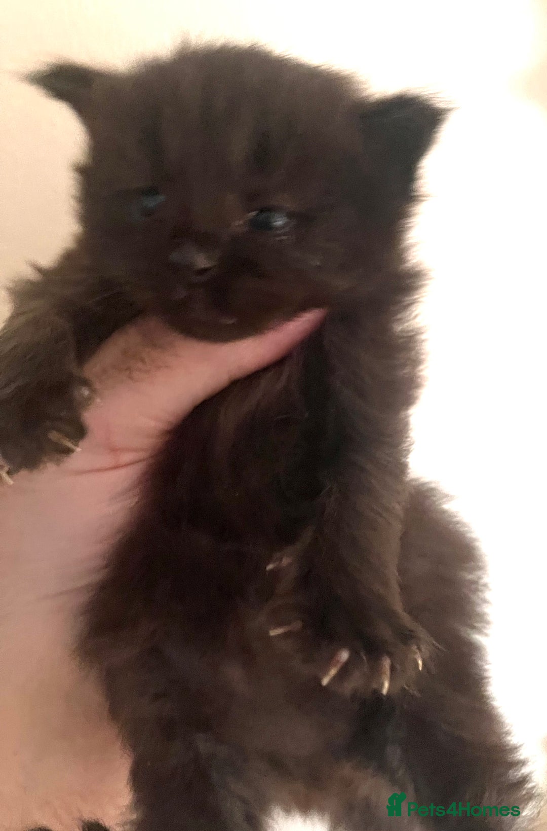 Maine Coon cats for sale: Tica Registered  Maine Coons  - Advert 2