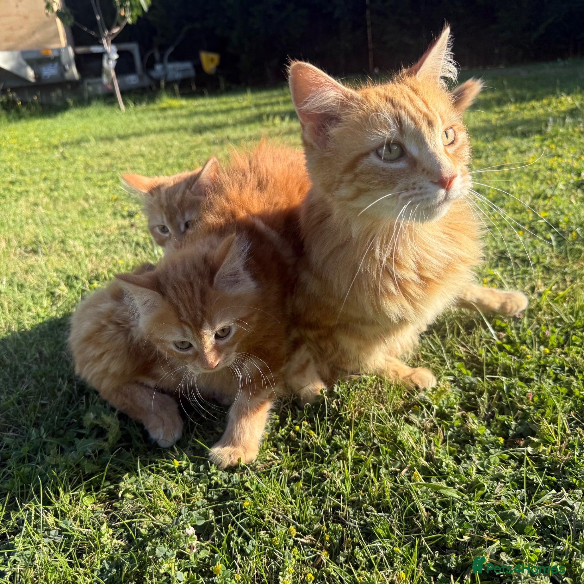 Mixed Breed cats Kitten for sale - Advert 6