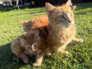 Mixed Breed cats Kitten for sale - Advert 2