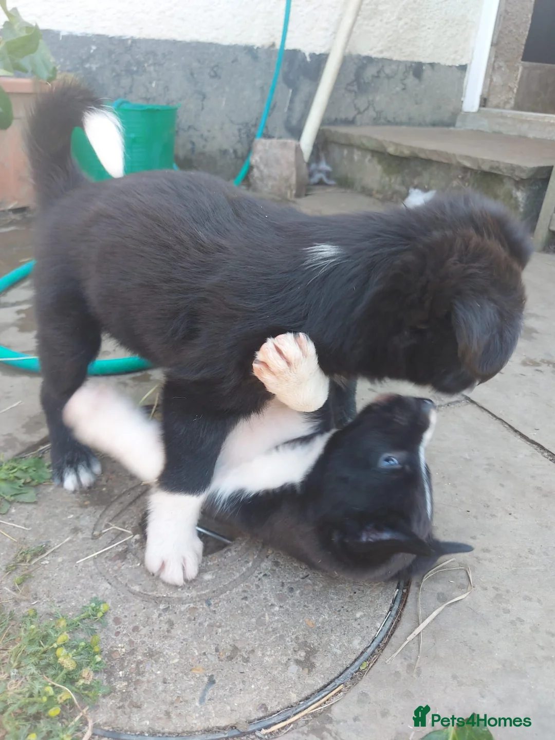 Border Collie dogs for sale: Confident, Friendly Collie Puppies - Advert 2