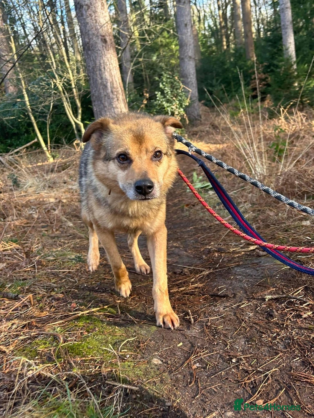 Mixed Breed dogs for adoption: Einstein - Norwich Norfolk  in Norwich - Image 8