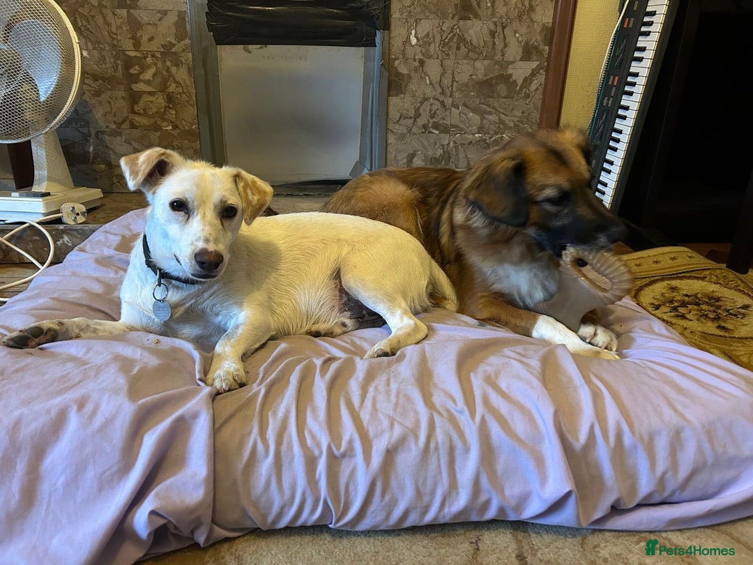 Mixed Breed dogs for adoption: Chance  - Advert 13