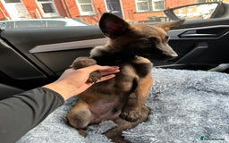 German Shepherd dogs for sale: Full bread 8 week German shepherd  - Advert 1