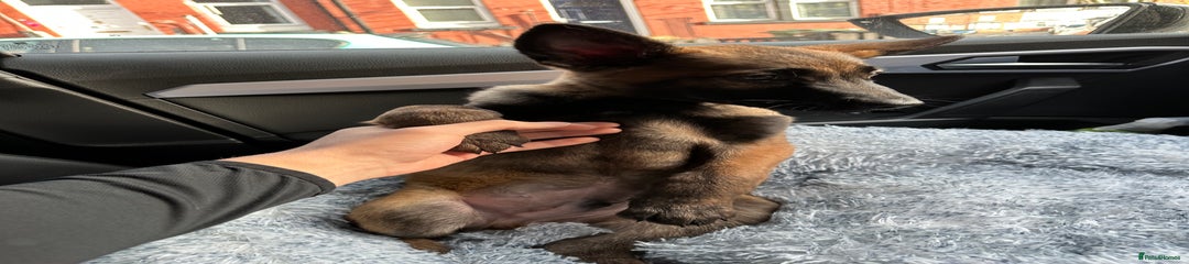 German Shepherd Puppy 1