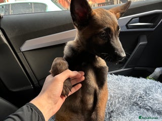 German Shepherd dogs Full bread 8 week German shepherd - Advert 1