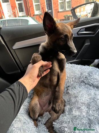 German Shepherd dogs Full bread 8 week German shepherd - Advert 1