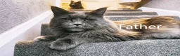 Maine Coon cats for sale: DNA health tested blue maine coon kittens - Advert 3