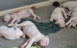American Bulldog dogs for sale: American bulldog pups - Image 6