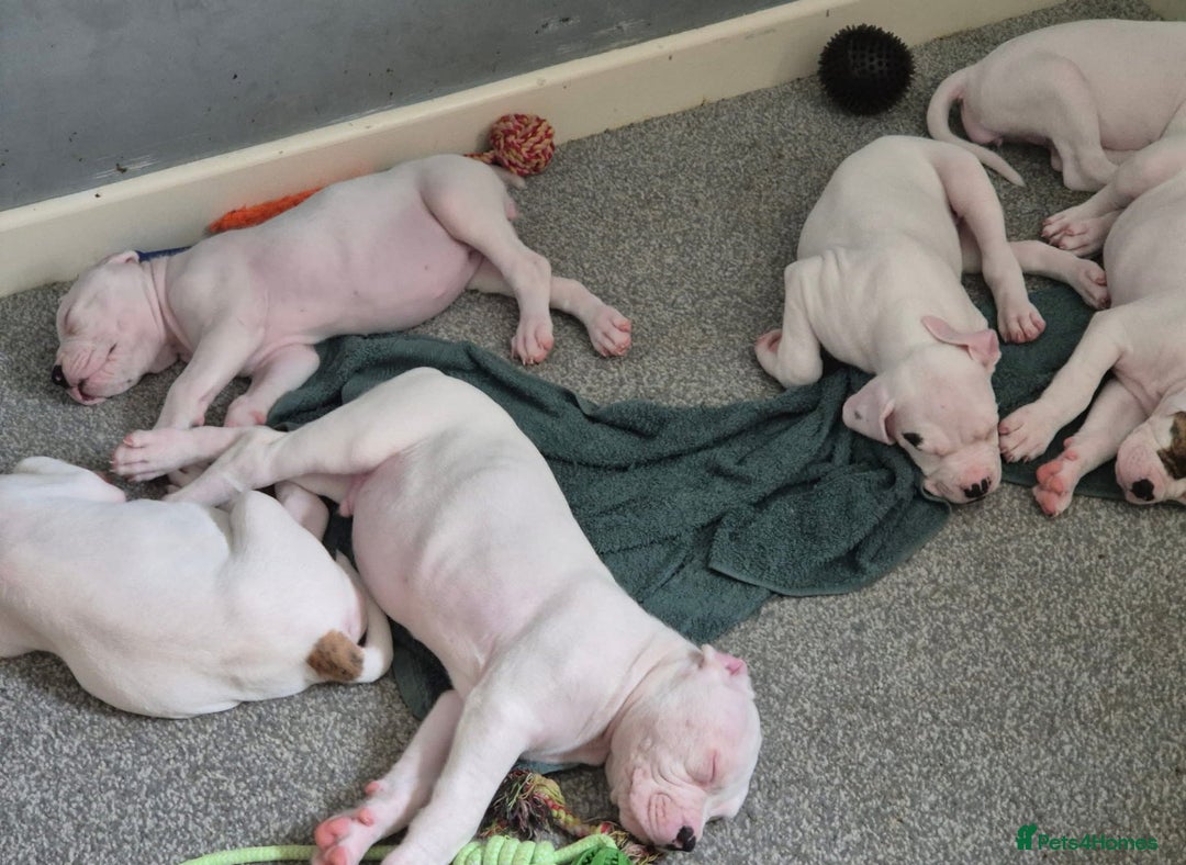 American Bulldog dogs for sale: American bulldog pups - Image 6
