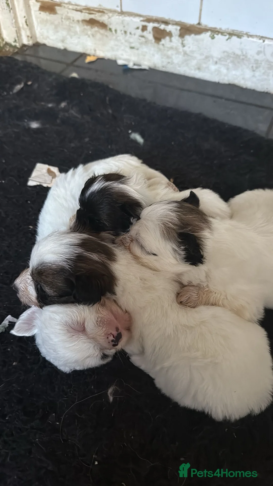 Morkie dogs for sale: 3 beautiful morkies looking for forever home  - Advert 10