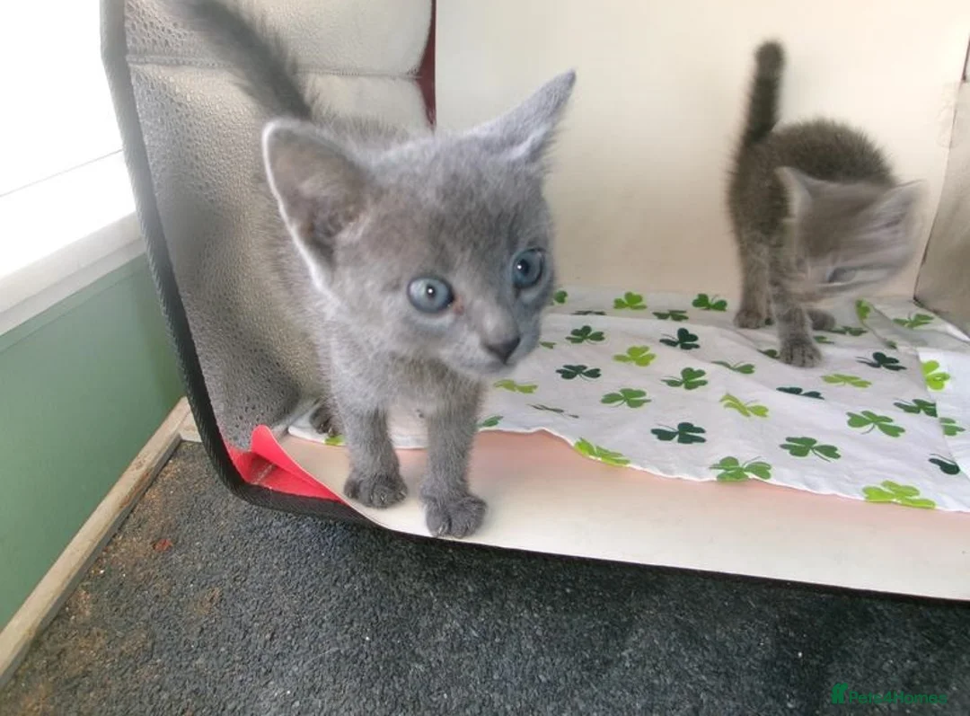 Russian Blue cats for sale: Family raised happy russian blues. in Brentwood - Advert 2