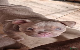 American Bully dogs for sale: Last boy left 🔥🔥🔥 - Image 5