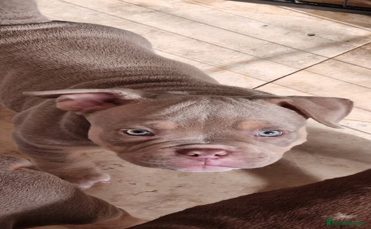 American Bully dogs - Advert 2