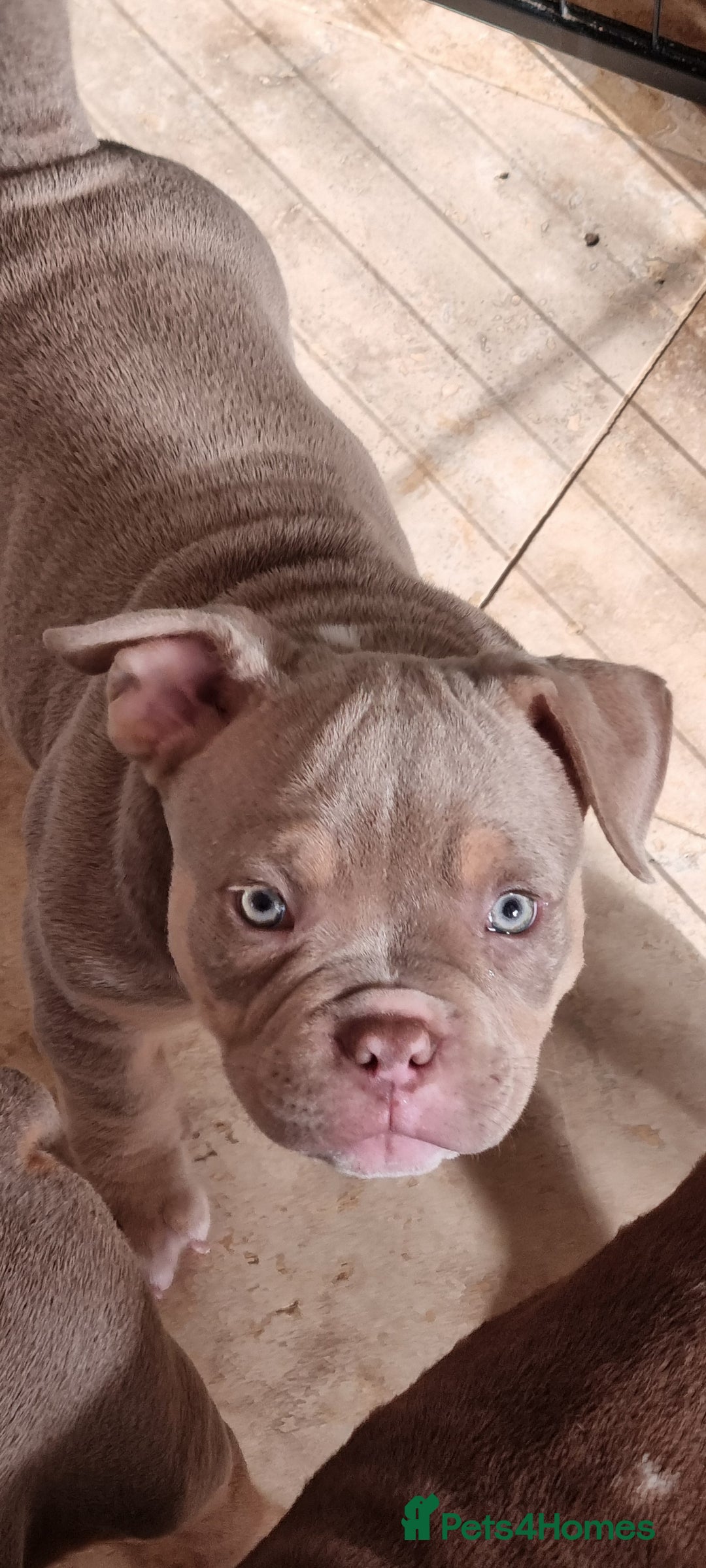 American Bully dogs for sale: Last boy left 🔥🔥🔥 - Image 5