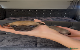 Mixed Breed dogs for sale: Chihuahua puppies  - Image 21