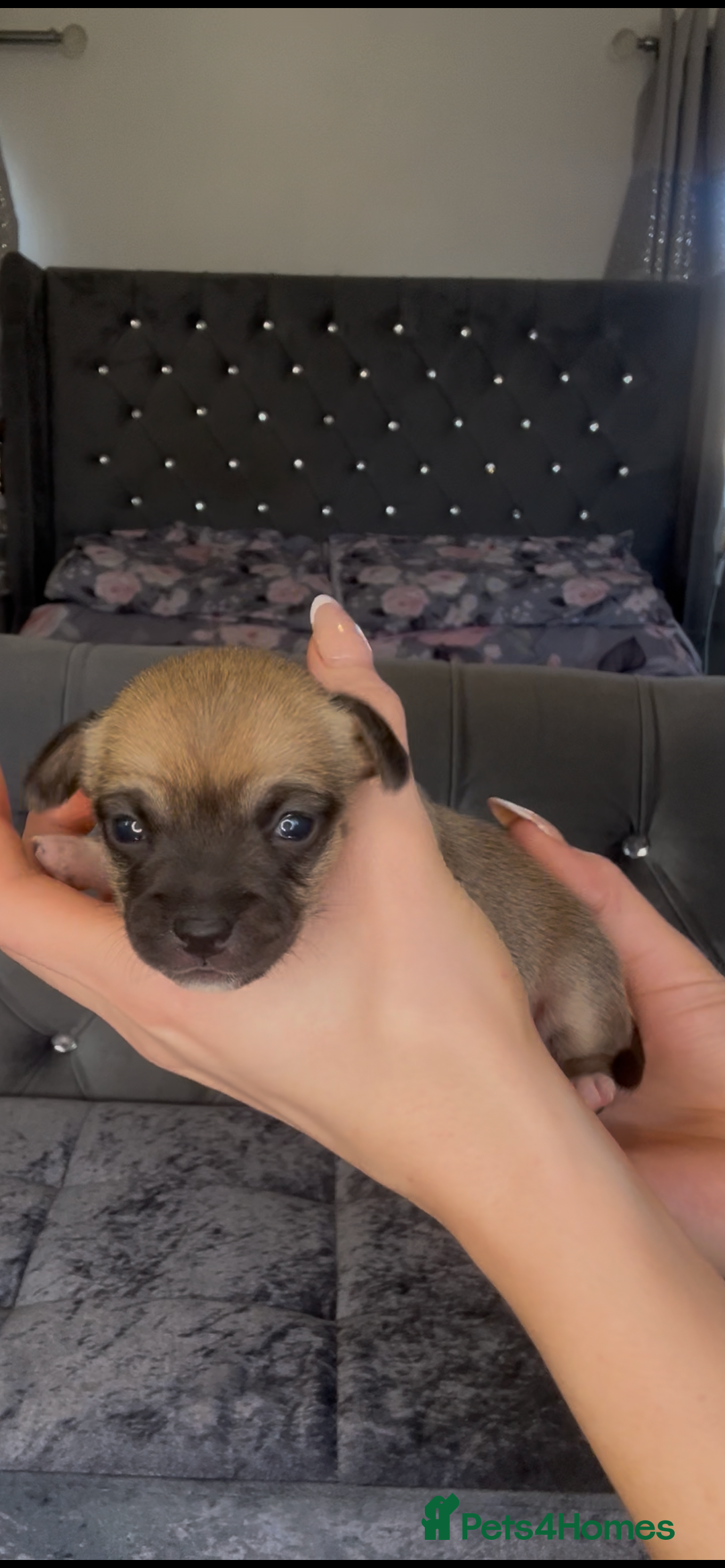 Mixed Breed dogs for sale: Chihuahua puppies  - Image 21