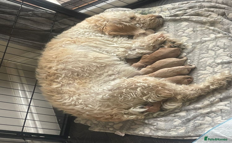 Labradoodle dogs in Stoke-on-Trent - Advert 14