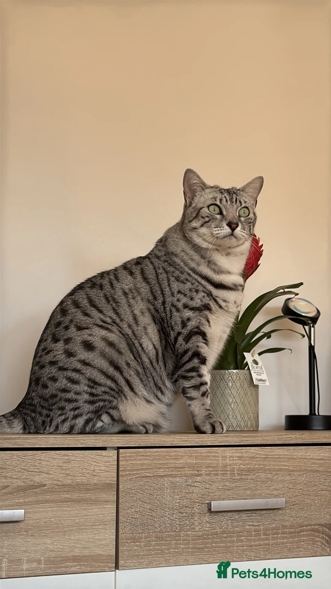 Egyptian Mau cats for sale: Home for Maui in Twickenham - Advert 6