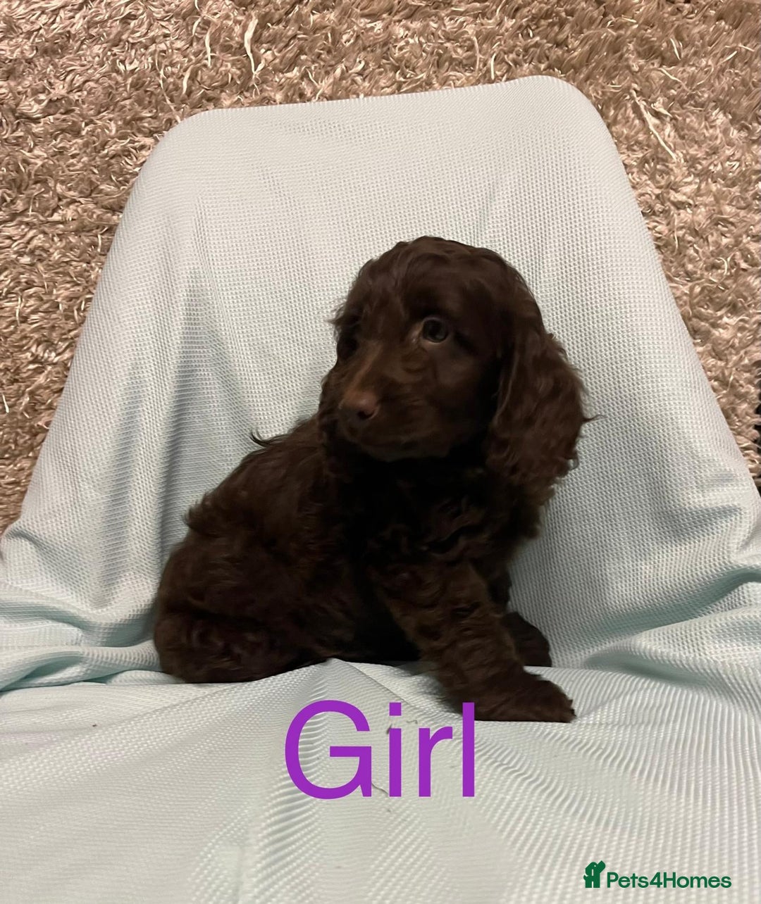 Cockapoo dogs for sale: Ready now unusual all types of colours - Advert 3