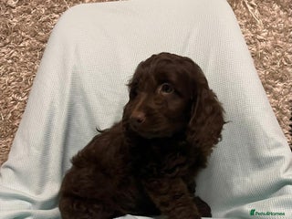 Cockapoo dogs Ready now unusual all types of colours - Advert 5