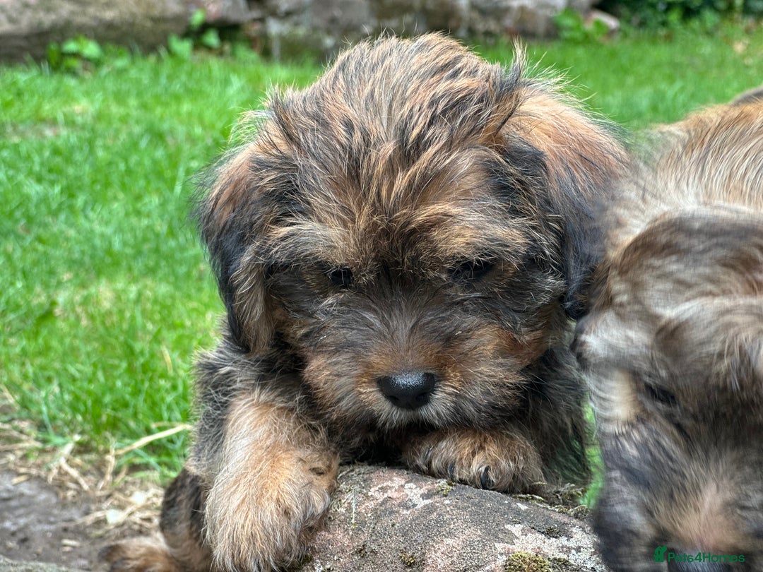 Mixed Breed dogs for sale: Stunning Norfolk terrier x jrt pups ready now - Image 12
