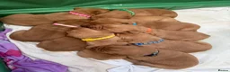 Labrador Retriever dogs for sale: Pedigree Red Labrador Puppies  - Advert 6